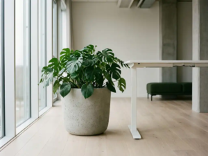 Betonnen plantenbak met monstera naast een wit sta-bureau in een minimalistisch Nederlands kantoor met eiken vloer en vloer-tot-plafondvensters.