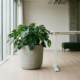 Betonnen plantenbak met monstera naast een wit sta-bureau in een minimalistisch Nederlands kantoor met eiken vloer en vloer-tot-plafondvensters.